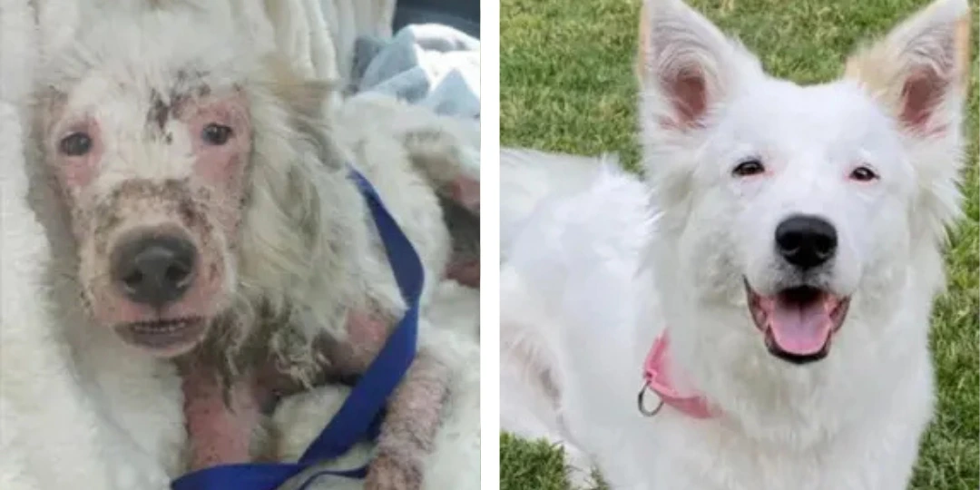 Luna - Antes e depois do resgate