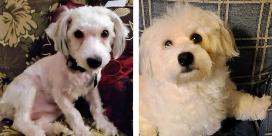 Mel - Antes e depois do resgate