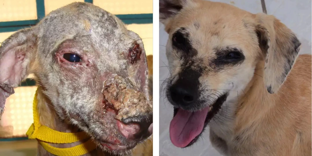 Zara - Antes e depois do resgate