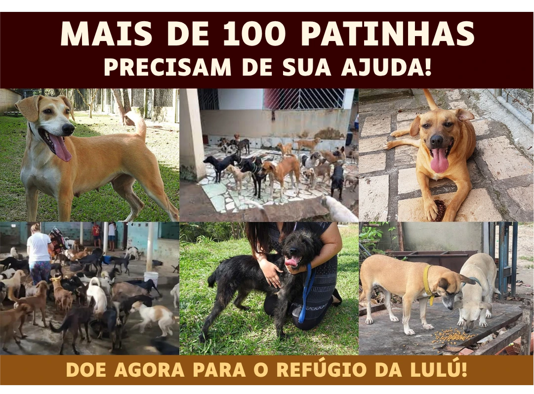 A sua ajuda pode salvar vidas - Animais resgatados precisando de cuidados